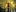 Die Seele des Waldes