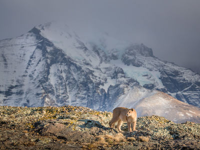 Patagonien