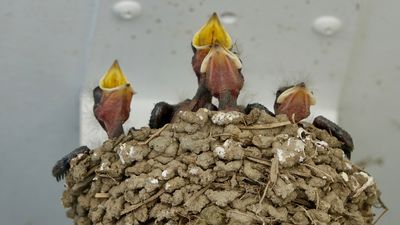 Ein sicherer Hafen für Mauersegler