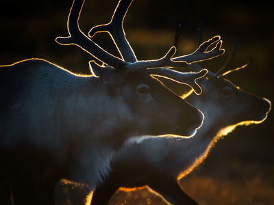 Tiere des Nordens